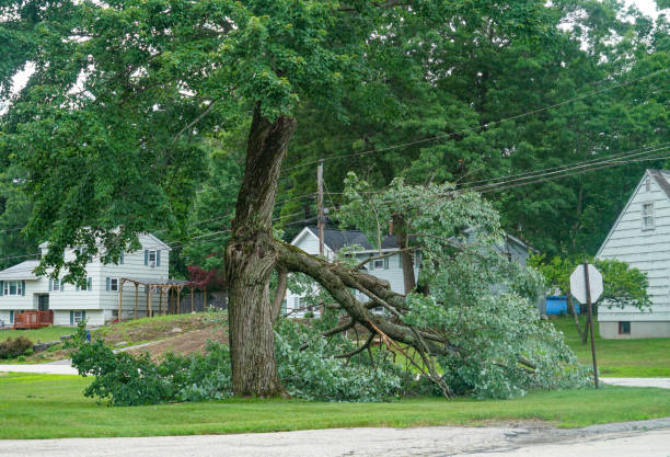 Best Emergency Tree Removal  in Berry Hill, TN